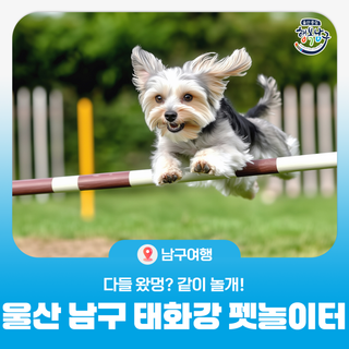 2025 울산 남구 태화강 펫놀이터 다들 왔멍? 같이 놀개 !(8.29-30)