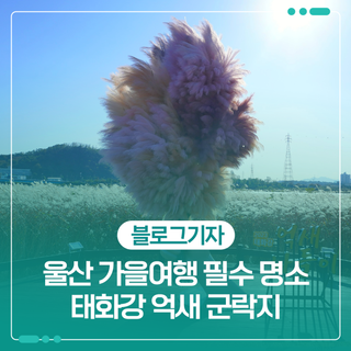 울산 가을여행 필수 명소 태화강 물억새 군락지