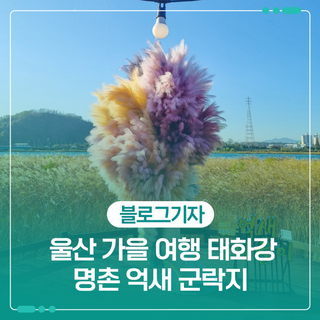 울산 가을 여행 태화강 명촌 억새 군락지