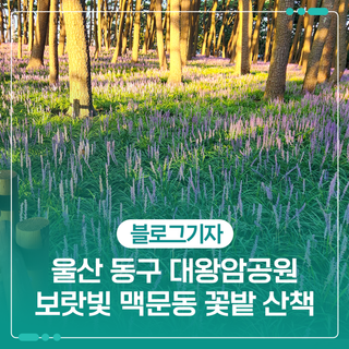 울산 동구 대왕암공원 보랏빛 맥문동 꽃밭 산책