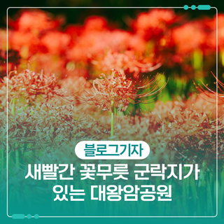 새빨간 꽃무릇 군락지가 있는 대왕암공원