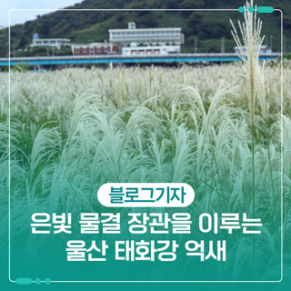 은빛 물결 장관을 이루는 울산 태화강 억새