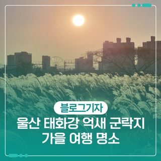울산 태화강 억새 군락지 가을 여행 명소