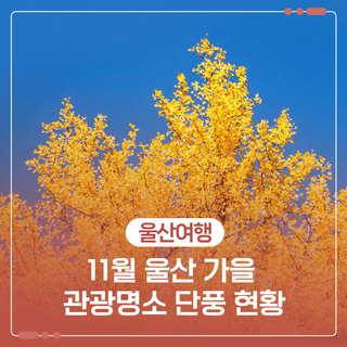 11월 울산 가을 관광명소 단풍 현황