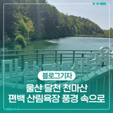 울산 달천 천마산 편백 산림욕장 풍경 속으로