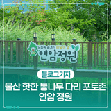 울산 핫한 통나무 다리 포토존 연암 정원