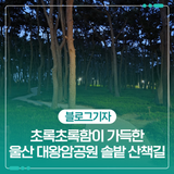 초록초록함이 가득한 울산 대왕암공원 솔밭 산책길