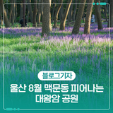 울산 8월 맥문동 피어나는 대왕암 공원
