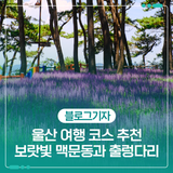 울산 여행 코스 추천 보랏빛 맥문동과 출렁다리