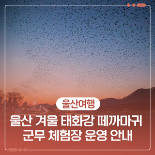 울산 겨울 태화강 떼까마귀 군무 체험장 운영 안내