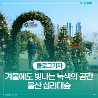 겨울에도 빛나는 녹색의 공간 울산 십리대숲