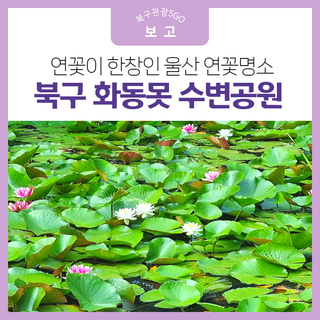 지금 연꽃이 한창 피고 있는 화동못 수변공원