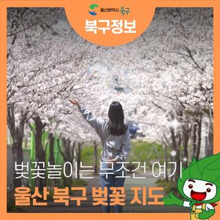 벚꽃놀이는 무조건 여기! 울산 북구 벚꽃 명소를 소개합니다.