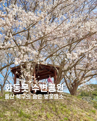 울산 벚꽃 명소 추천! 조용히 힐링할 수 있는 화동못 수변공원