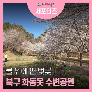 봄이 선사하는 최고의 벚꽃 명소 가볍게 산책하기 좋은 화동못수변공원