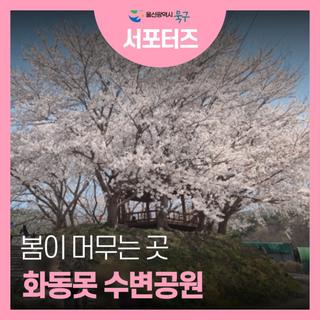 울산 벚꽃 힐링 스팟 화동못수변공원