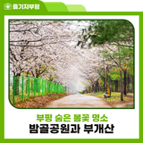 부평 숨은 봄꽃 명소, 봄비 내리는 밤골공원과 부개산 분홍 물결