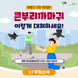 부평구, 큰부리까마귀 이렇게 대처하세요!