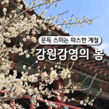 [원주 가볼 만한 곳] 봄 향기 가득한 강원감영 함께 구경해요!