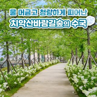 수국이 예쁘게 피어난 치악산바람길숲을 감상해보세요!