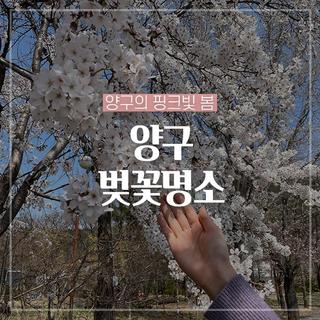 핑크빛 봄, 양구 벚꽃명소 모음 :: 양구 가볼만한곳