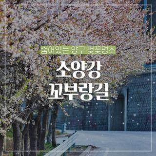 숨어있는 양구의 벚꽃명소, 소양강꼬부랑길 :: 양구 가볼만한곳