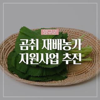 양구군 곰취 재배농가 지원사업 추진해요!