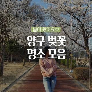 봄이 왔어요 양구 벚꽃 명소 모음!(feat.살구꽃) :: 양구 가볼만한곳