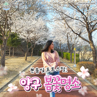 분홍빛 포토스팟! 양구 봄꽃명소 :: 양구 가볼만한곳