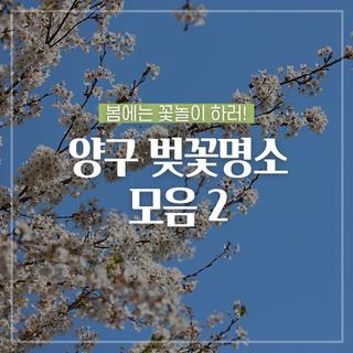 봄에는 꽃놀이 하러! 양구 벚꽃명소 모음 2 :: 양구 가볾낳나곳