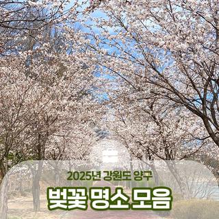 강원도 양구 벚꽃 명소 모음! 2025년 벚꽃 개화시기 :: 양구 가볼만한곳