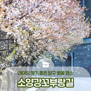 라이딩하기 좋은 벚꽃 명소, 양구 소양강꼬부랑길 :: 양구 가볼만한곳