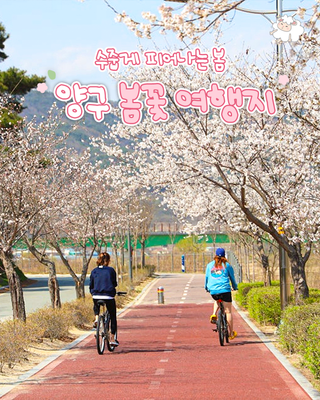 수줍게 피어나는 봄, 양구 봄꽃 여행지 :: 양구 가볼만한곳