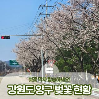 강원도 양구 벚꽃 현황! 시내, 레포츠공원, 인문학마을캠핑장, 한반도섬 :: 양구 가볼만한곳