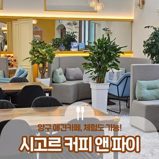 양구 애견카페! '시고르 커피 앤 파이' 체험도 가능! 할인 꿀팁 :: 양구 가볼만한곳