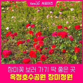 장미꽃 보러 가기 딱 좋은 곳, 양주 옥정호수공원 장미공원