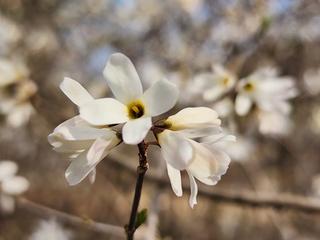 정원의 도시, 여주의 봄이 시작되는 황학산수목원을 찾다