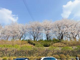 여주 벚꽃 명소, 여주근린공원에서 만난 일상 속 봄 풍경