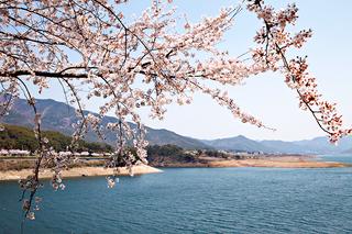 자전거 타고 느껴 본 금호강 봄 풍경