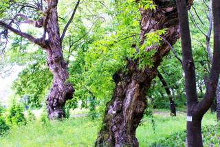 영천 가볼만한 곳 천연기념물 오리장림으로 떠나요
