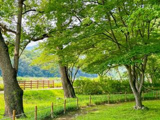 여름에는 초록을 가득 머금은 아름다운 오리장림