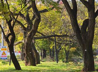 아름다운 생태관광을 즐길 수 있는 영천 자천리 오리장림