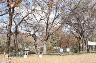 영천 가볼만한 곳 자천리 오리장림 가을 끝자락 풍경