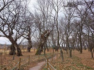영천 산책 코스, 천연기념물 영천 자천리 오리장림 자연숲 걸어보아요