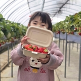 영천에서 아이와 즐기는 감성 가득, 딸기 따기 체험