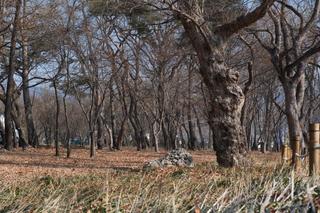 대한민국 구석구석에 소개되는 영천 오리장림