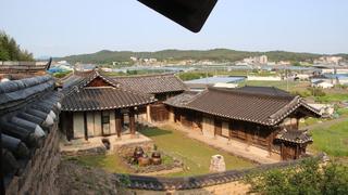 영천 문화유산 여행 호수종택 그리고 그 종택을 지키고 있는 영천 대전리 향나무