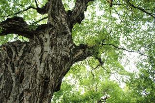 영천 천연기념물 오리장림 숲체험과 생태체험 장소