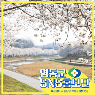 [영동 여행지 추천] #금성사 #풍천당 #영동천벚꽃길 #일라이트휴양빌리지 #황금을따는마을