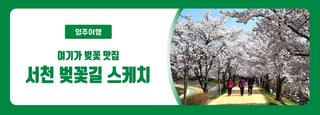 영주 벚꽃 명소 탐방 - 서천/경북전문대학교 포토존 힐링 여행